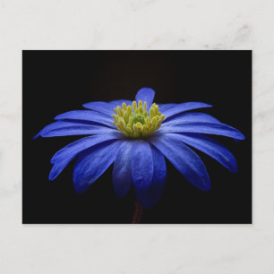 Cartão Postal Flor Azul