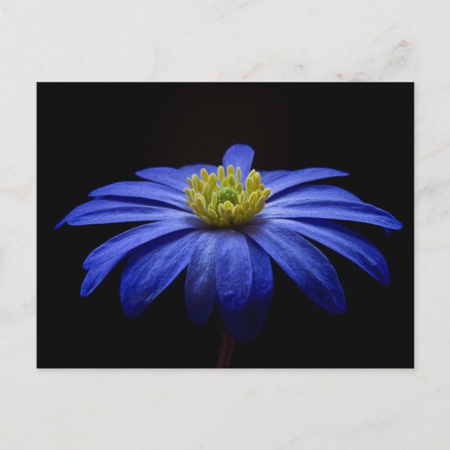 Cartão Postal Flor Azul (Frente)