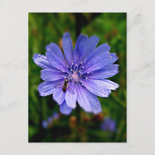 Cartão postal Flor Azul