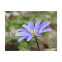 Flor azul