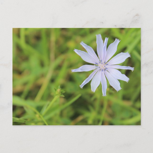 Cartão Postal Flor Azul nº 3 (Frente)