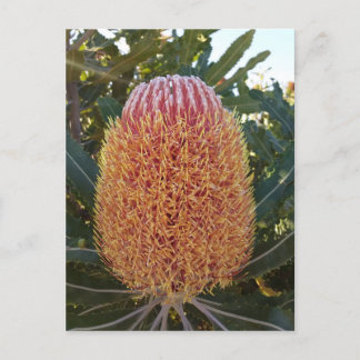 Cartão Postal Flor Banksia