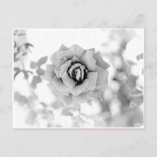 Cartão Postal Flor bonito