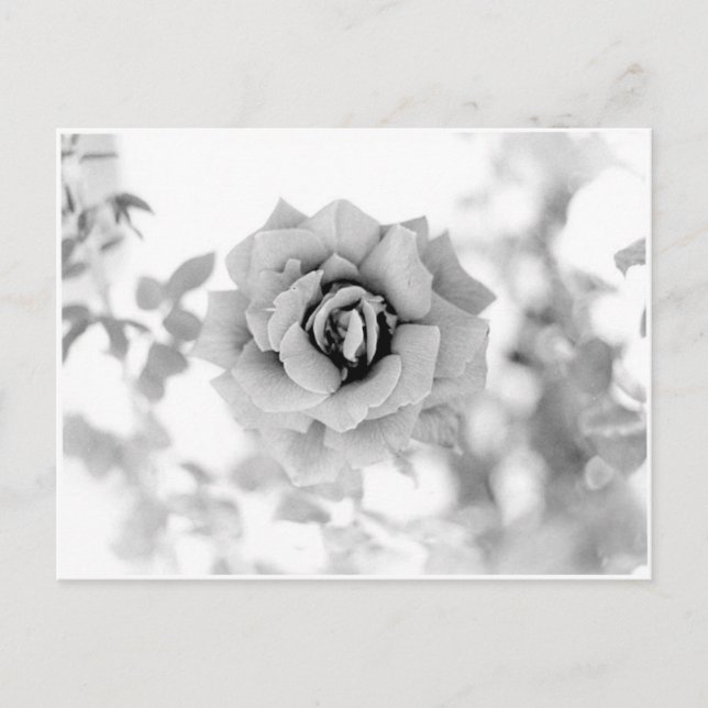 Cartão Postal Flor bonito (Frente)