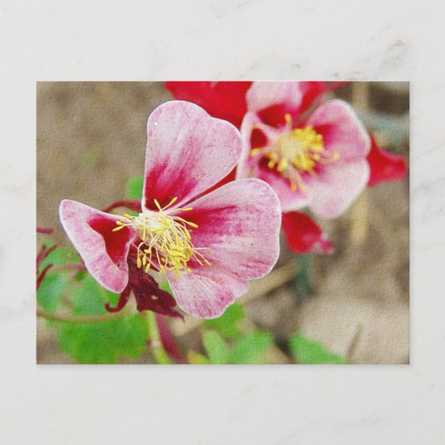Cartão Postal Flor bonito 2 (Frente)