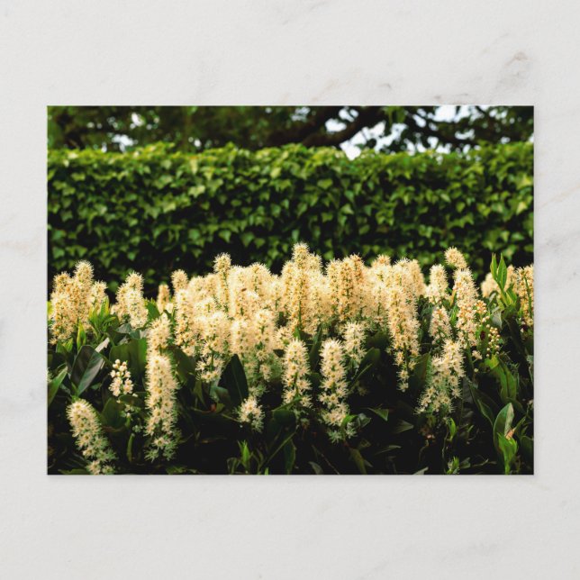 Cartão Postal Flor branca (Frente)