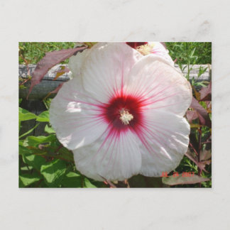 Cartão Postal Flor branca
