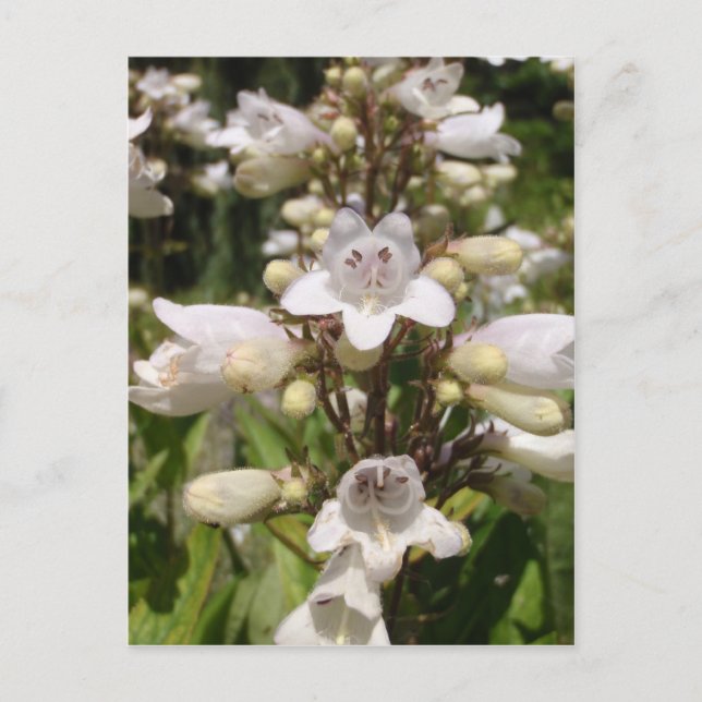 Cartão Postal Flor Branca (Frente)