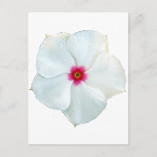 Cartão Postal flor branca