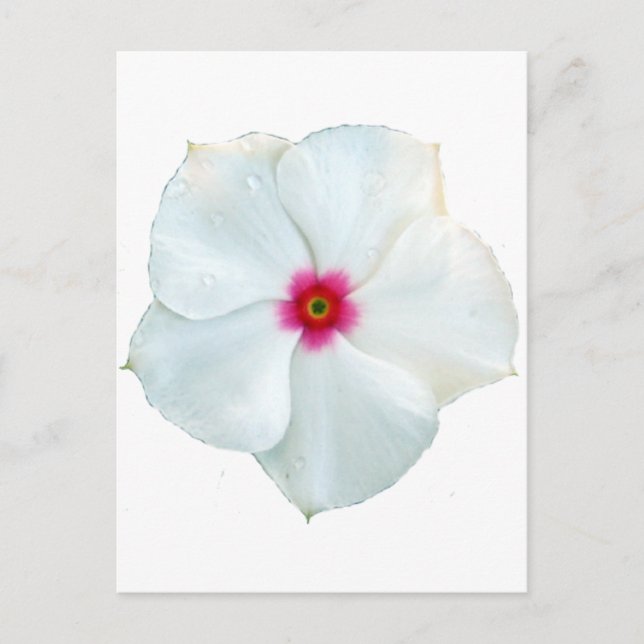 Cartão Postal flor branca (Frente)