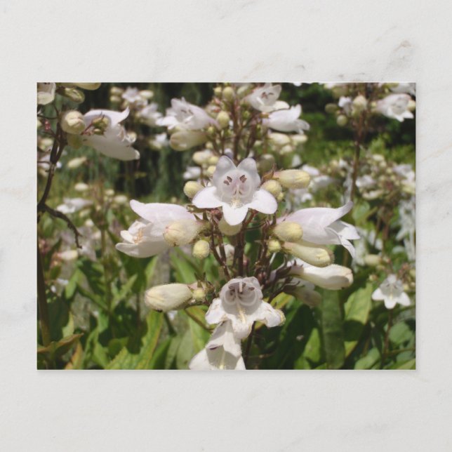 Cartão Postal Flor Branca (Frente)
