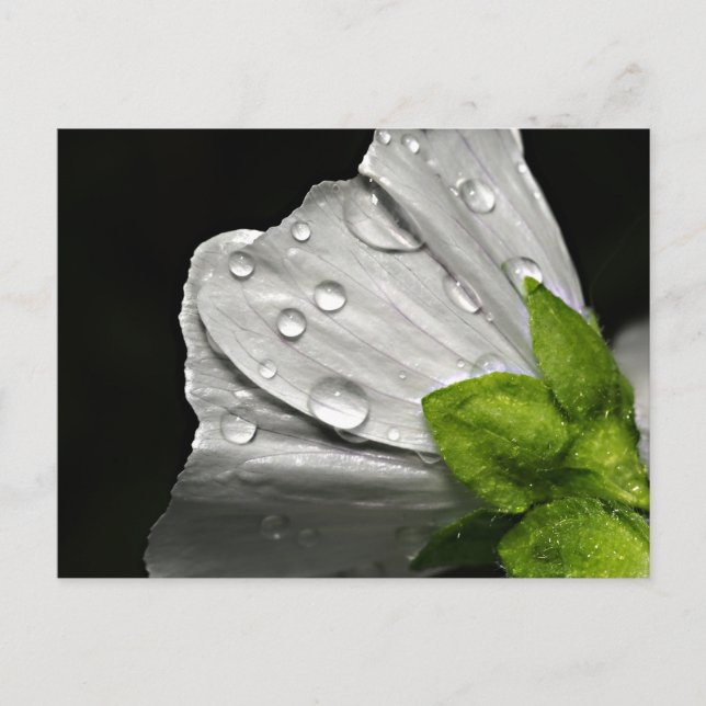 Cartão Postal Flor branca com fotografia macro (Frente)