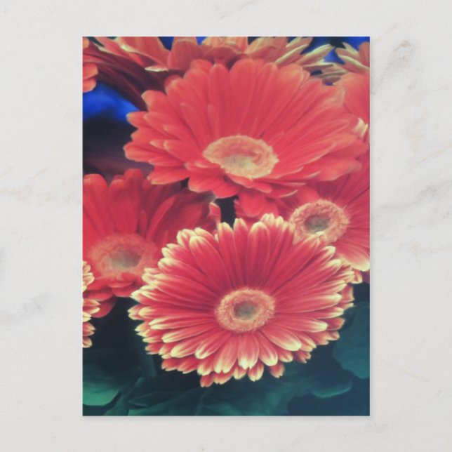 Cartão Postal Flor branca com ponta (Frente)