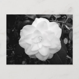 Cartão Postal Flor Branca. (Preto & Branco)