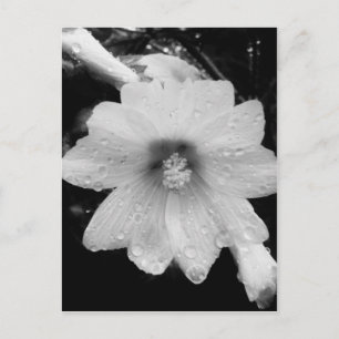 Cartão Postal Flor BW com gotas de chuva