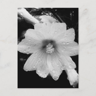 Cartão Postal Flor BW com gotas de chuva