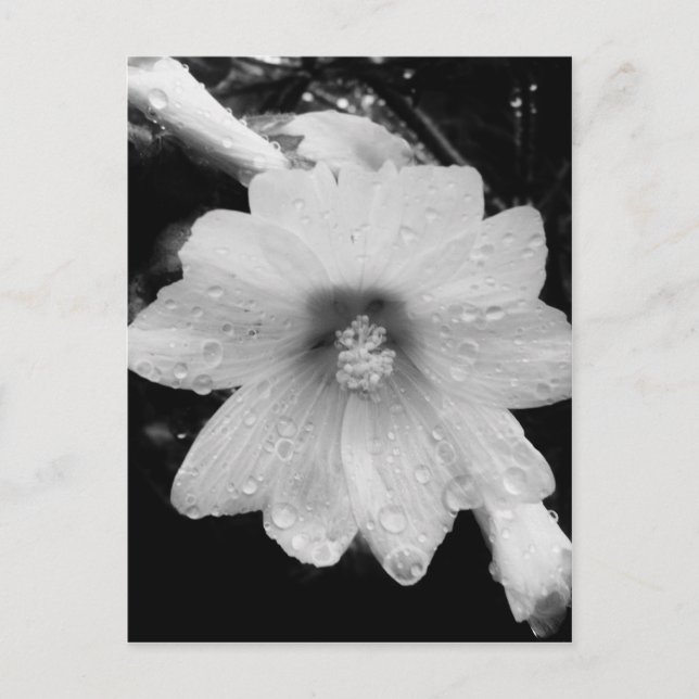Cartão Postal Flor BW com gotas de chuva (Frente)