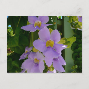 Cartão Postal Flor Céu Vinha Tropical Roxo Floral