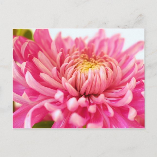 Cartão Postal Flor Chrysanthemum Rosa (Frente)