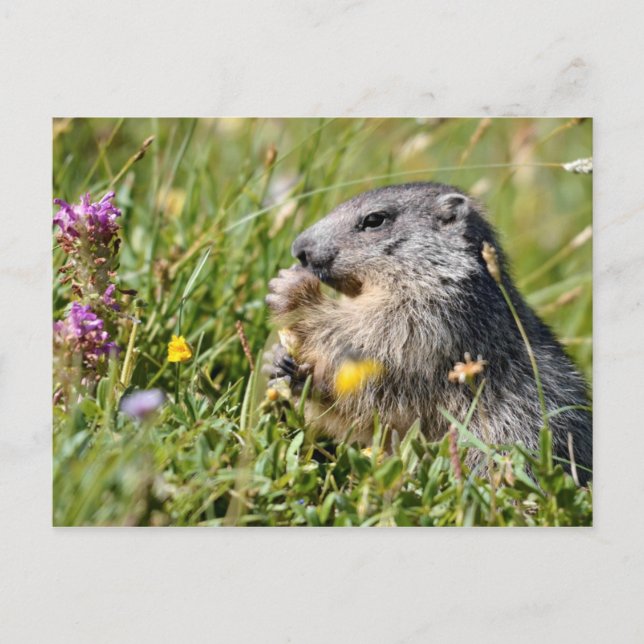 Cartão Postal Flor comedora de marmota alpina (Frente)
