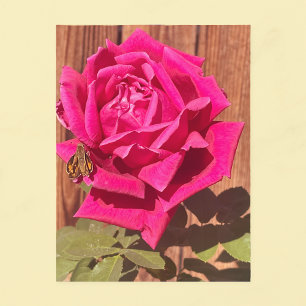 Cartão Postal Flor Cor-de-rosa rosa rosa-rosa colorido