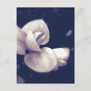 Cartão Postal Flor Crocus Flor Flor em Preto e Branco