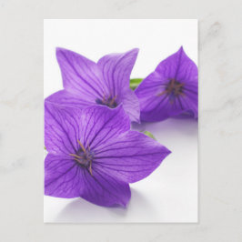 Cartão Postal flor da abelha púrpura