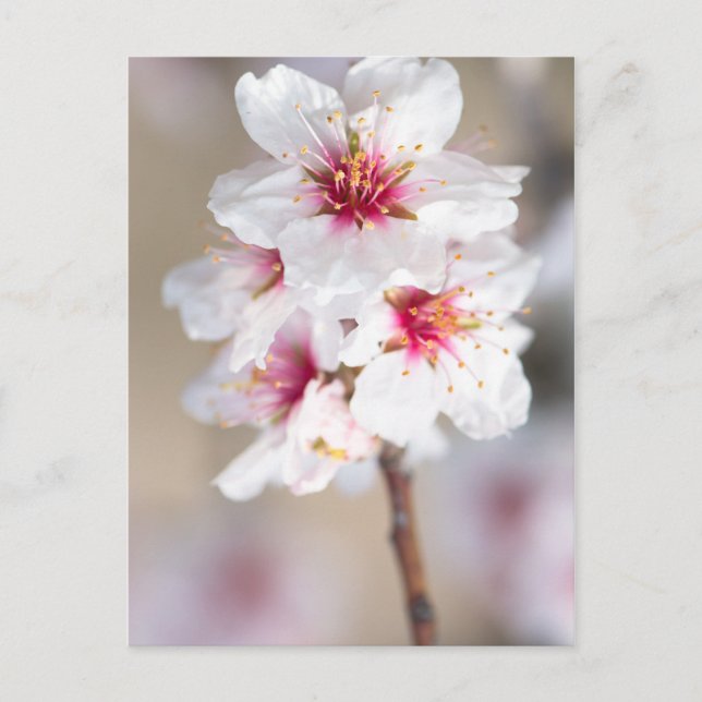 Cartão Postal Flor da amêndoa (Frente)