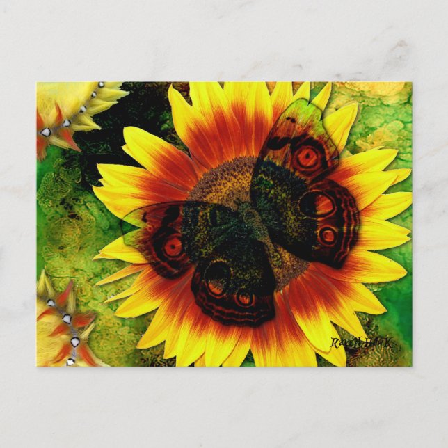 Cartão Postal Flor da Borboleta (Frente)