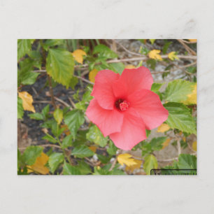 CARTÃO POSTAL FLOR DA DESERT CALIFÓRNIA #1