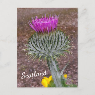 Cartão Postal Flor da Escócia, o Thistle