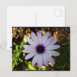 Cartão Postal Flor da Margarida Africana Branca
