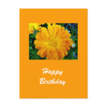 flor da margarida amarela gerbera