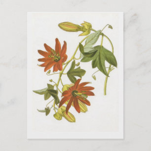 Cartão Postal Flor da paixão