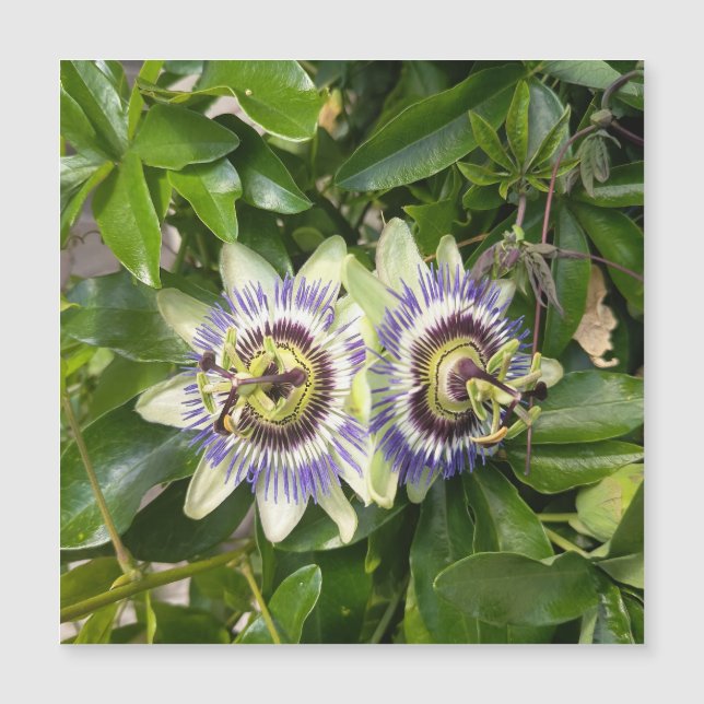 Cartão Postal Flor da Paixão Roxa (Frente)