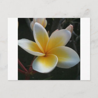 Cartão Postal flor da tailândia