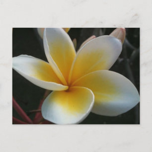 Cartão Postal flor da Tailândia