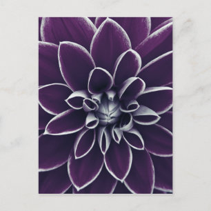 Cartão Postal Flor Dália Roxo Profundo