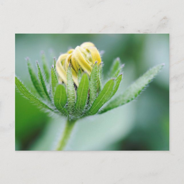 Cartão Postal Flor De Abertura Da Flor Cone (Frente)