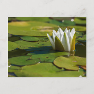Cartão Postal Flor de água