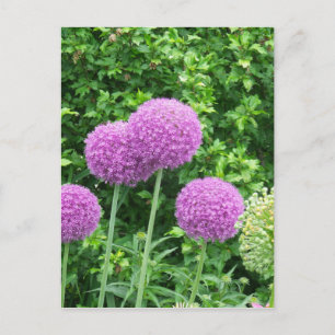 Cartão Postal Flor de Allium Roxo