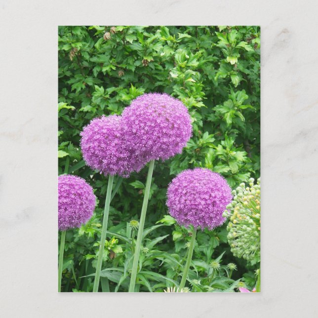 Cartão Postal Flor de Allium Roxo (Frente)