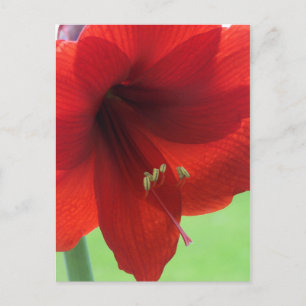 Cartão Postal Flor de Amarílis Vermelha Jardim da Natureza Cartã