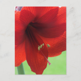 Cartão Postal Flor de Amarilis Vermelha Jardim Nat