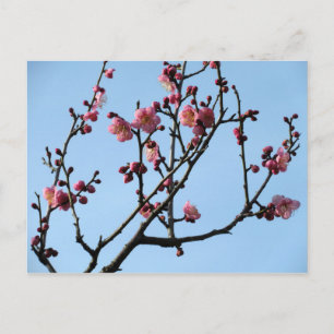 Cartão Postal Flor de ameixa: Japão