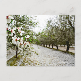 Cartão Postal Flor de amêndoa na Califórnia