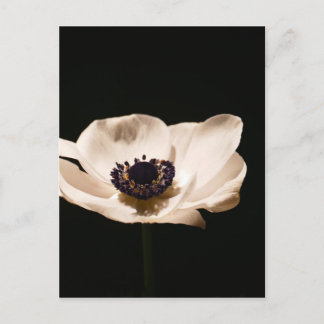Cartão Postal Flor de anêmona
