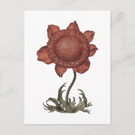 Cartão Postal flor de anemona papoula vermelha