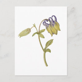 Cartão Postal Flor de aquilegia comum desenhada à mão