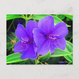 Cartão Postal Flor de aranha [Cartão postal]